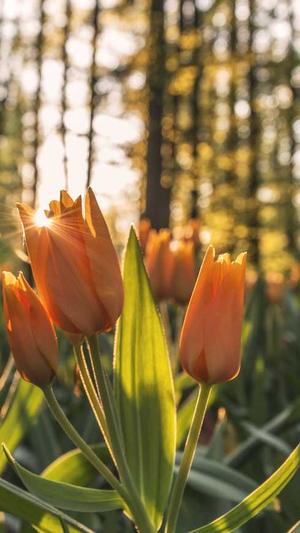 黑帽seo课程泛目录截图4