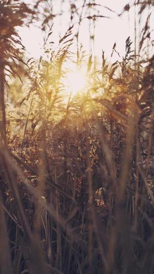 seo排名优化工具推荐截图1