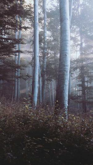 seo发帖工具泛目录截图1