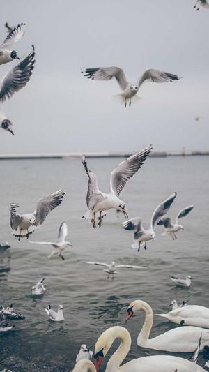 百度seo实用工具截图1