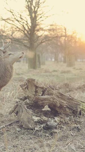 郑州网站建设截图2