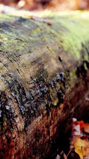 站群和蜘蛛池截图4